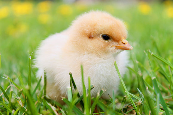 Common Diseases in Chicks to Look Out For