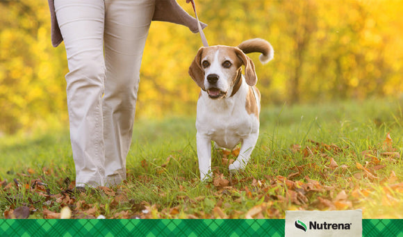 Maintaining Your Pet’s Healthy Weight