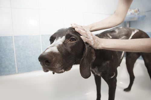 Pet Care: Grooming Your Dog