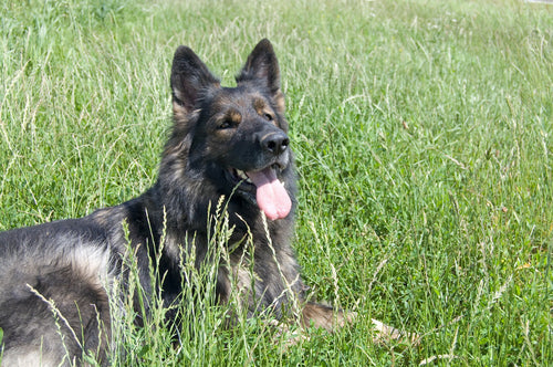 Summertime at The Dog Park