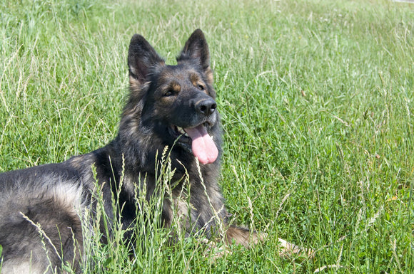 Summertime at The Dog Park