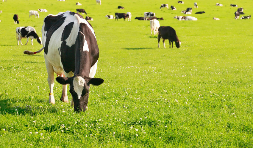 Summer Grazing: Maximizing Pasture Health for Livestock