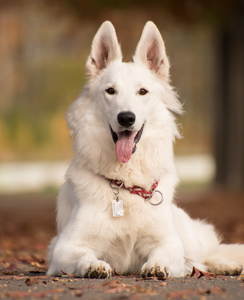 Pet
