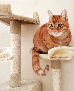 Cat Food and Supplies