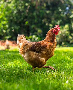 Poultry