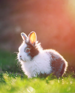 small animals