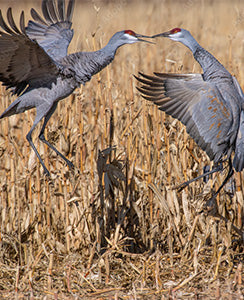 Wild Bird