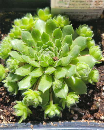 Cute Succulents!