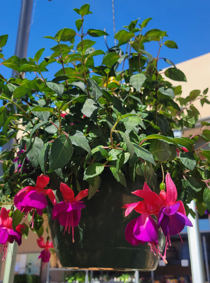 Beautiful hanging baskets