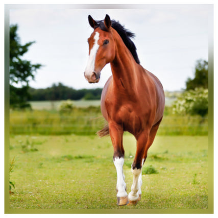 Horse Feed & Supplies