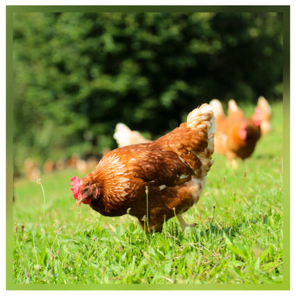 Poultry Feed & Supplies