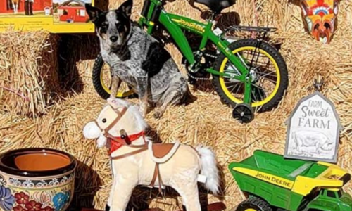 A cattle dog sitting on square bales surrounded by toys.