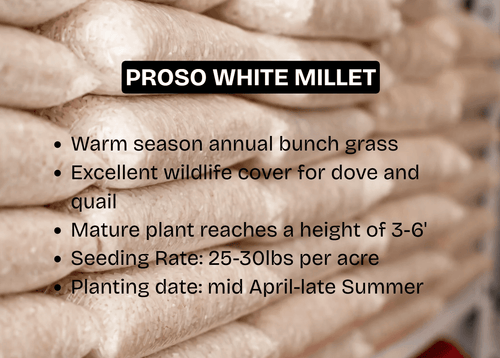 GENERIC WHITE MILLET