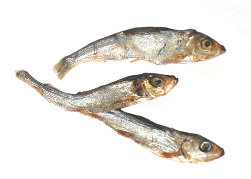 Plato Wild Caught Baltic Sprat Fish Dog Treats (3 oz)